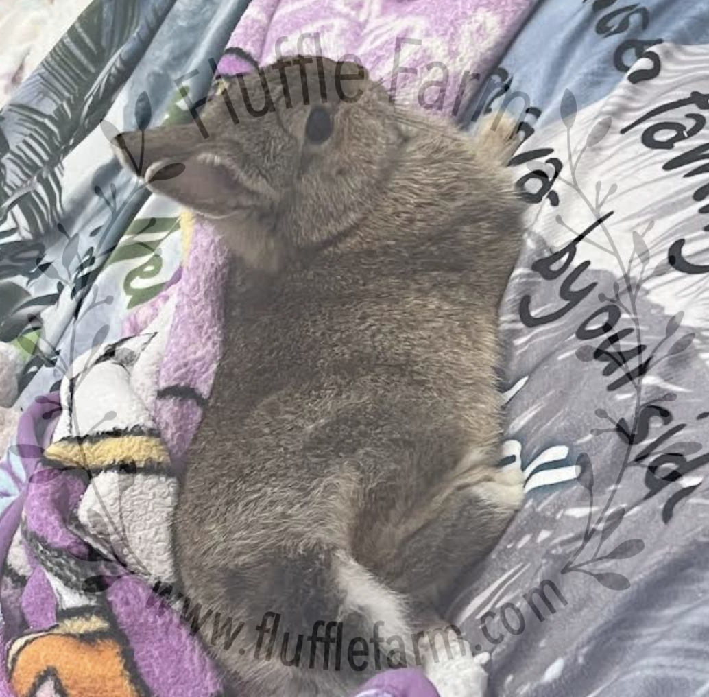 netherland dwarves near me